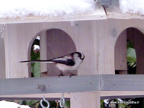 Mésange longue-queue