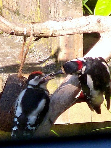 Papa pic épeiche nourrit son bébé