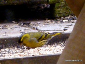 Tarin des aulnes mâle