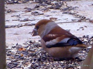 Gros bec casse-noyaux