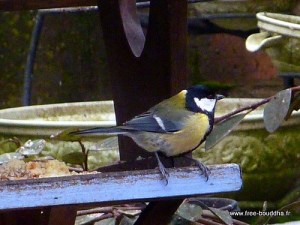 Mésange charbonnière