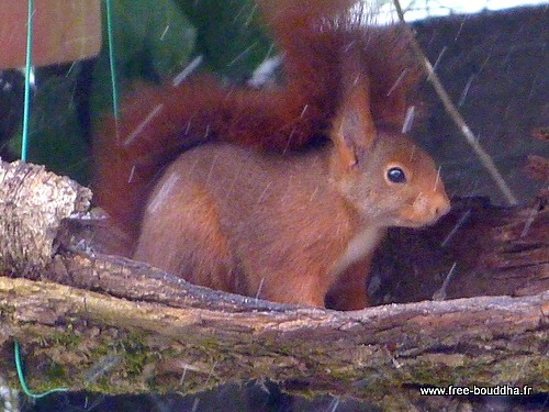 Ecureuil roux - 24 février 2013