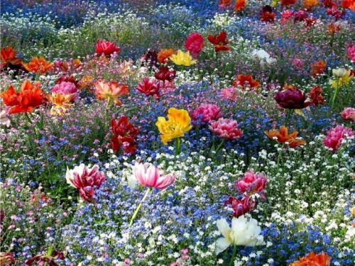 Champs de fleurs